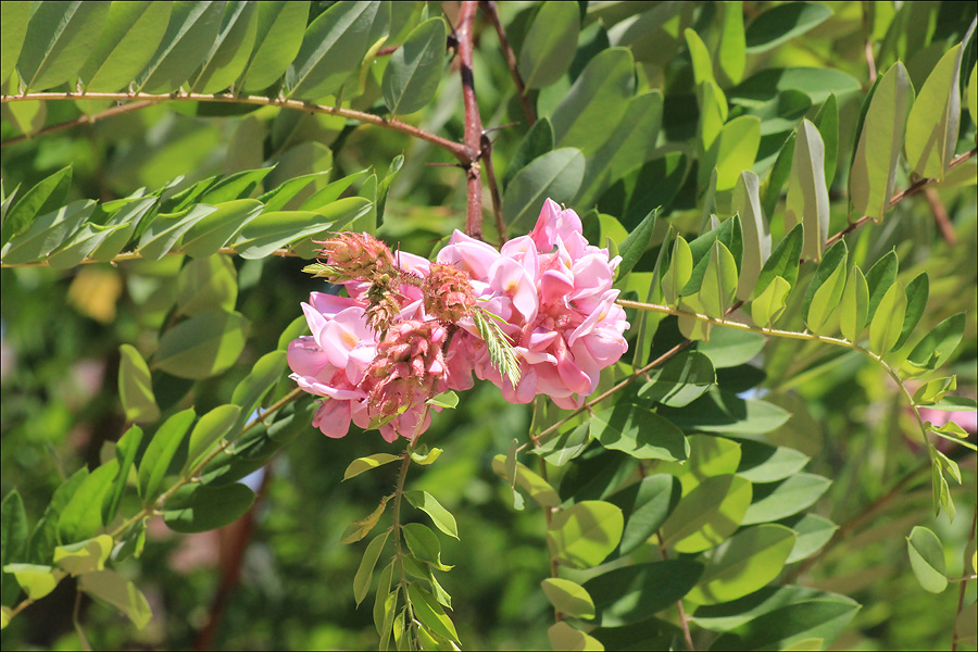 Image of Robinia viscosa specimen.