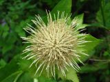 Cirsium oleraceum