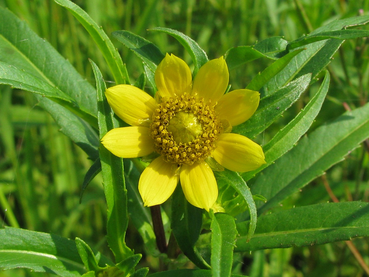 Image of Bidens cernua var. radiata specimen.