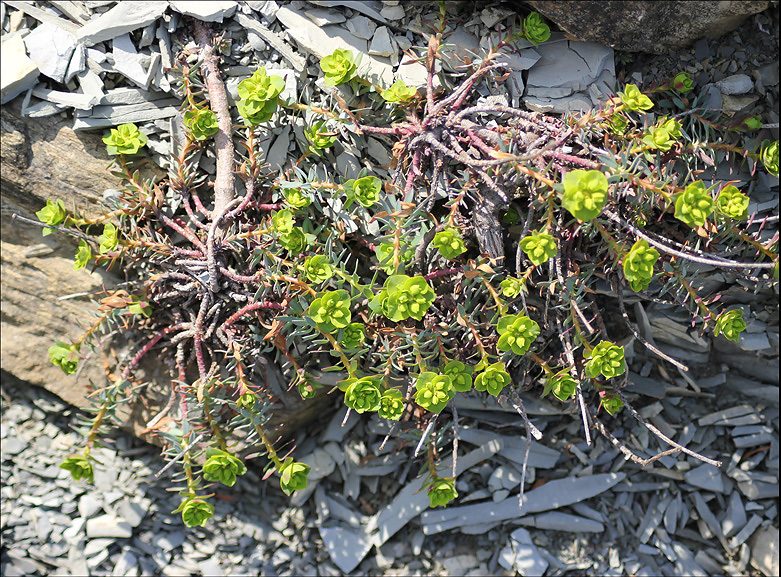 Изображение особи Euphorbia petrophila.