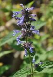 Nepeta manchuriensis. Верхушка цветущего растения. Приморье, окр. пос. Терней. 14.08.2012.