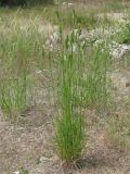 Agropyron pectinatum