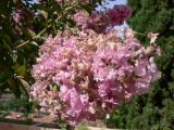 Lagerstroemia indica. Соцветие. Испания, автономное сообщество Андалусия, провинция Гранада, комарка Вега-де-Гранада, г. Гранада, Альгамбра. 13.07.2012.