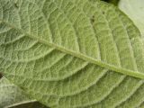 Salix caprea
