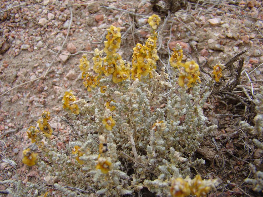 Image of Salsola gemmascens specimen.