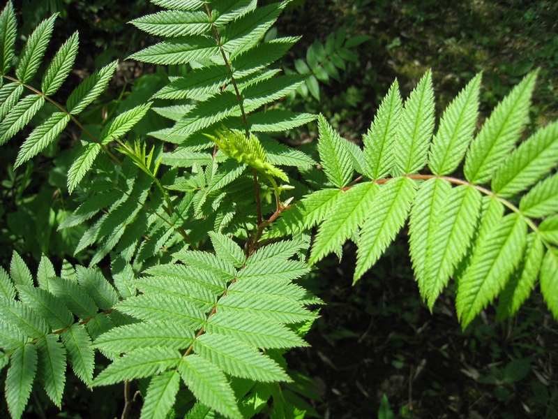 Image of Sorbaria sorbifolia specimen.