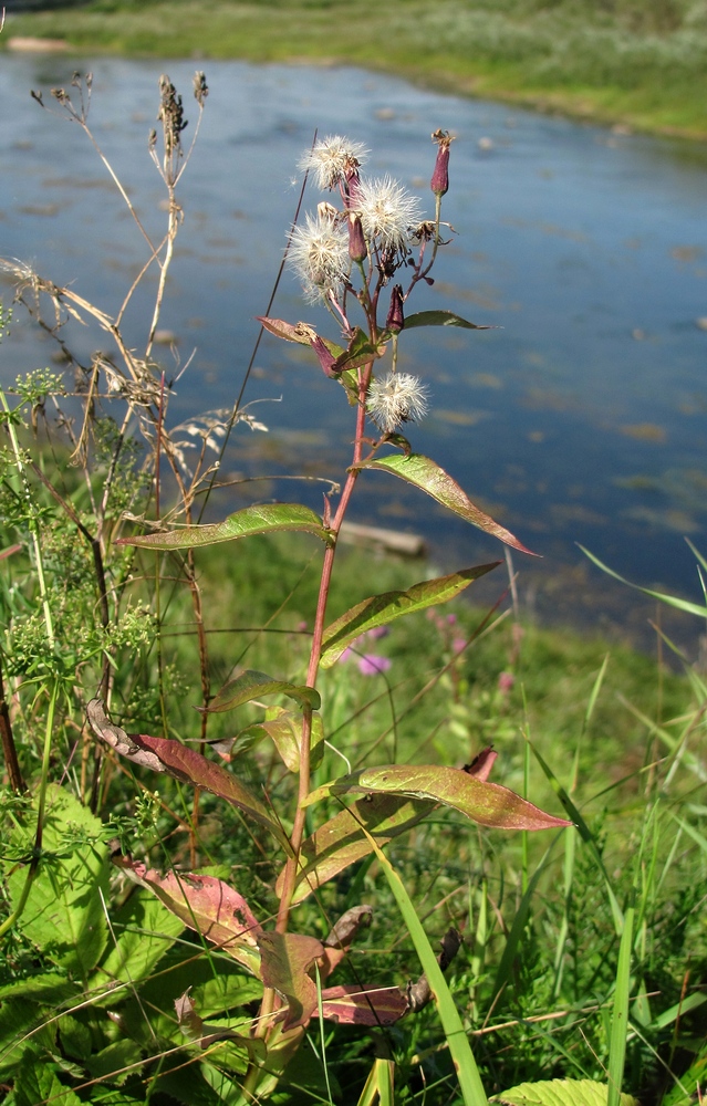 Изображение особи Lactuca sibirica.