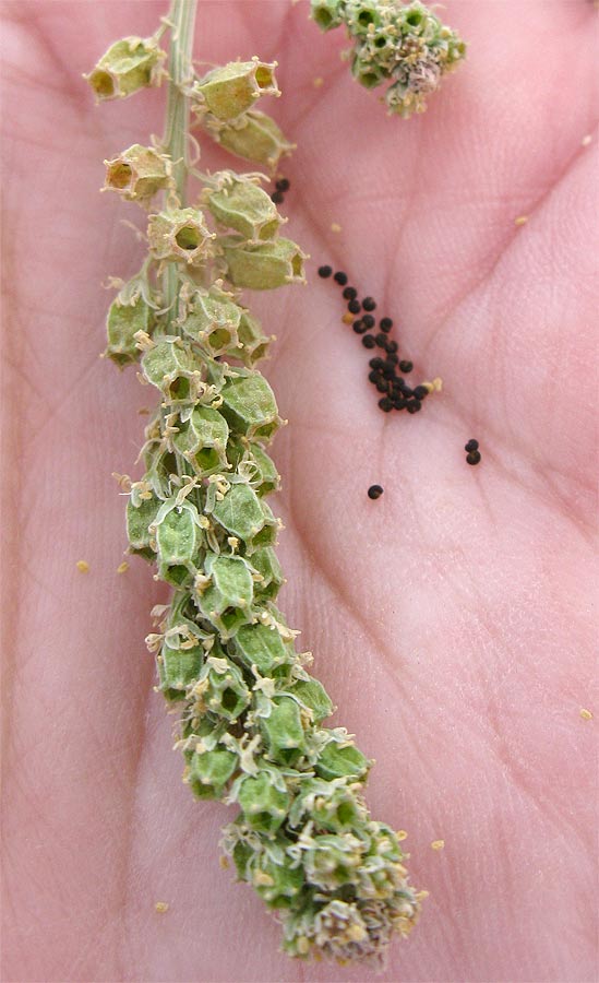 Image of Reseda alba specimen.