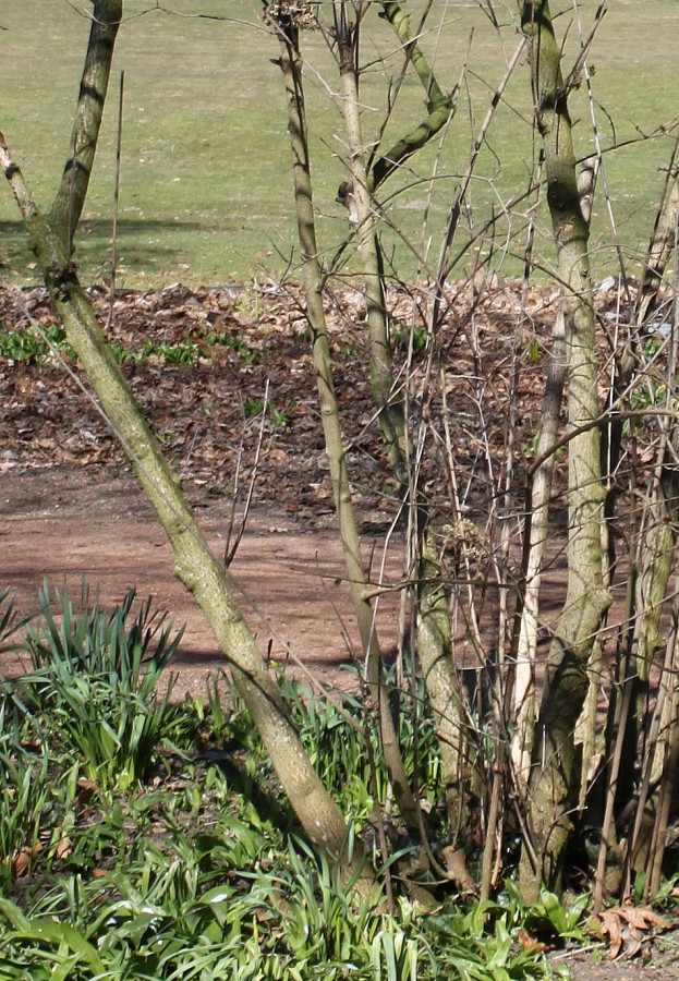 Image of Chimonanthus praecox specimen.