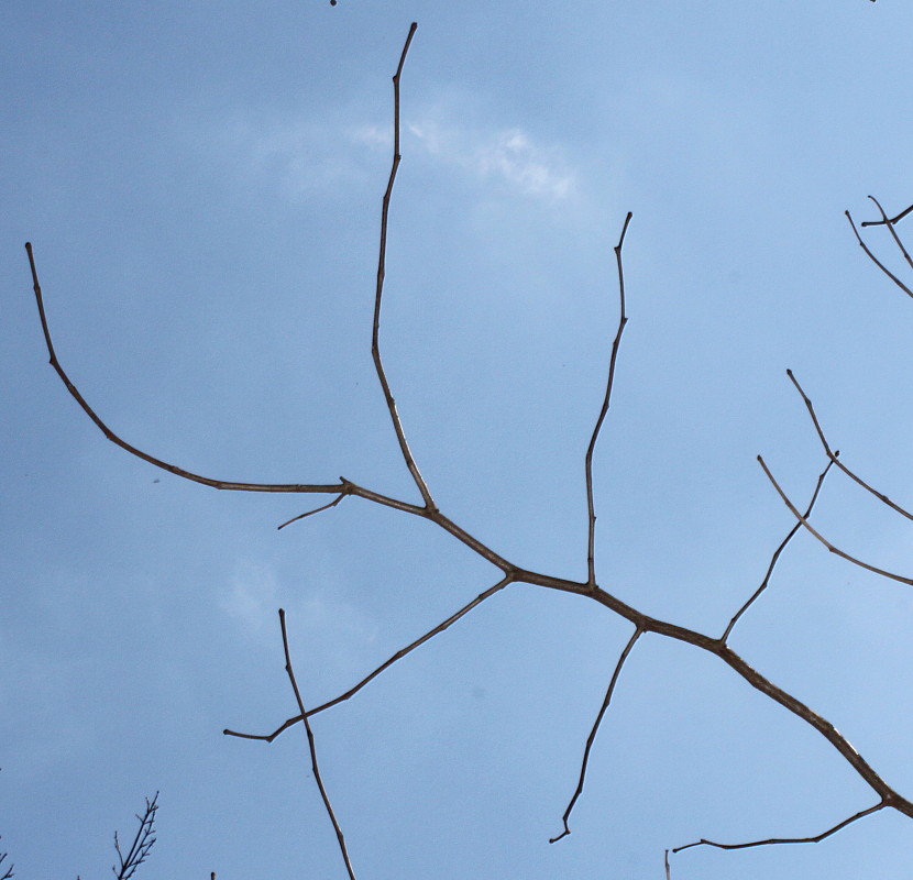 Image of Alangium platanifolium specimen.