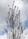 Acer rubrum. Верхушка кроны цветущего молодого дерева. Германия, г. Кемпен, в прогулочной зоне. 19.04.2013.