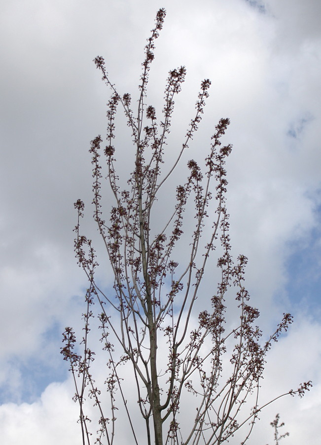 Image of Acer rubrum specimen.