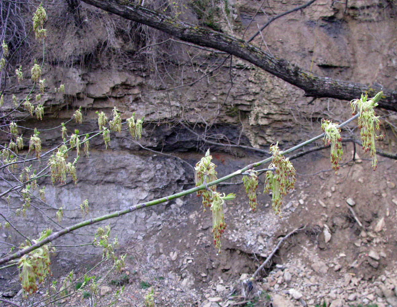 Image of Acer negundo specimen.