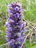 Ajuga orientalis