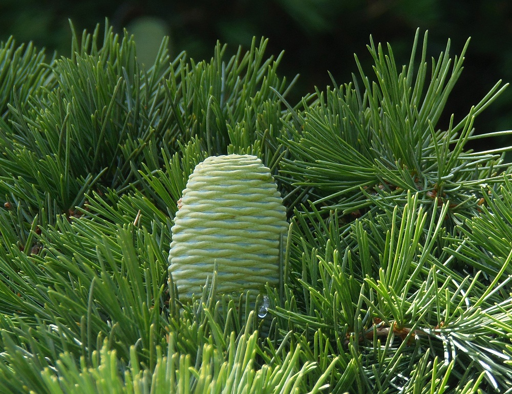 Image of Cedrus deodara specimen.