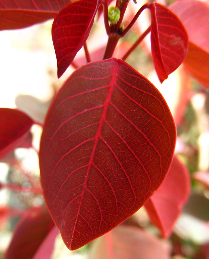Image of Euphorbia cotinifolia specimen.