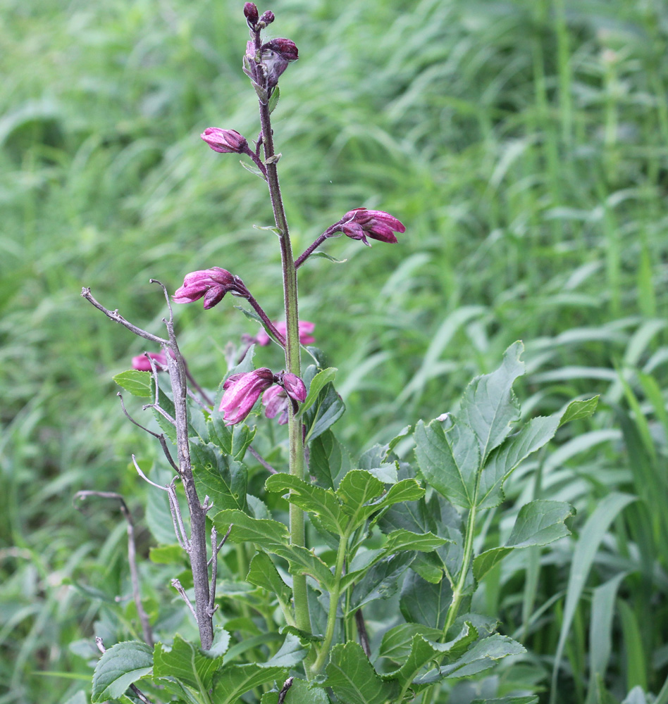 Изображение особи Dictamnus caucasicus.