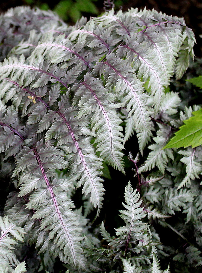 Изображение особи Athyrium niponicum.