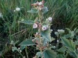 Althaea officinalis