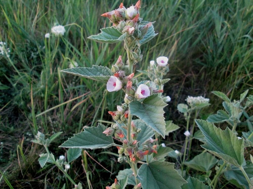 Изображение особи Althaea officinalis.