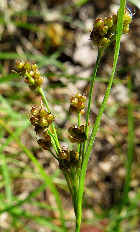 Image of Luzula pallescens specimen.