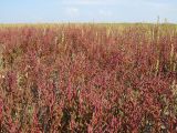 Salicornia perennans