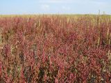 Salicornia perennans. Заросли на песчано-ракушечном пляже. Краснодарский край, м/о Анапа, окр. ст. Благовещенская, Витязевский лиман. 16.08.2013.