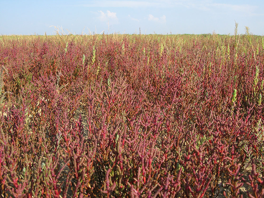 Изображение особи Salicornia perennans.