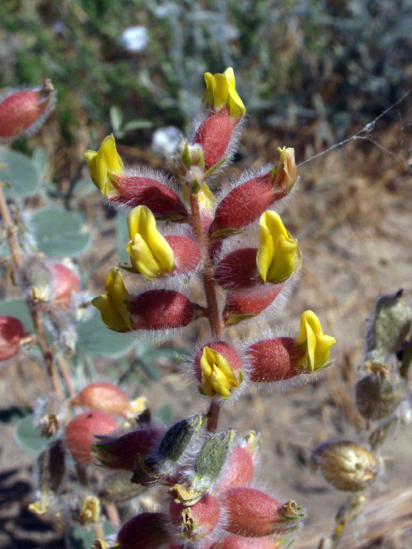 Изображение особи Astragalus chiwensis.