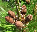 Pinus pityusa