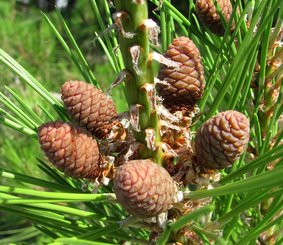 Изображение особи Pinus pityusa.