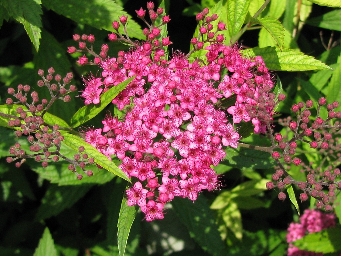 Изображение особи Spiraea japonica.