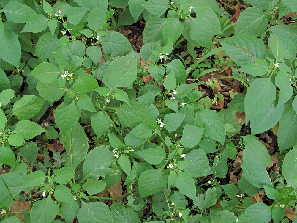 Image of Solanum nigrum specimen.