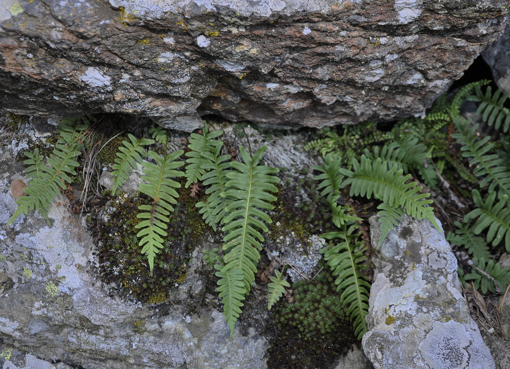 Изображение особи Polypodium vulgare.