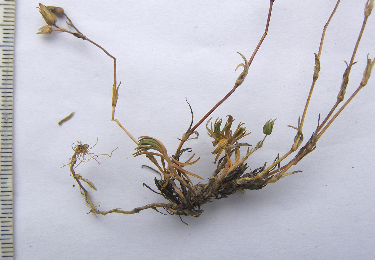 Image of Minuartia oreina specimen.