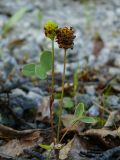 Trifolium spadiceum. Цветущее растение на обочине лесной дороги. Мурманская обл., Североморский р-н, окр. пос. Росляково. 29.06.2009.