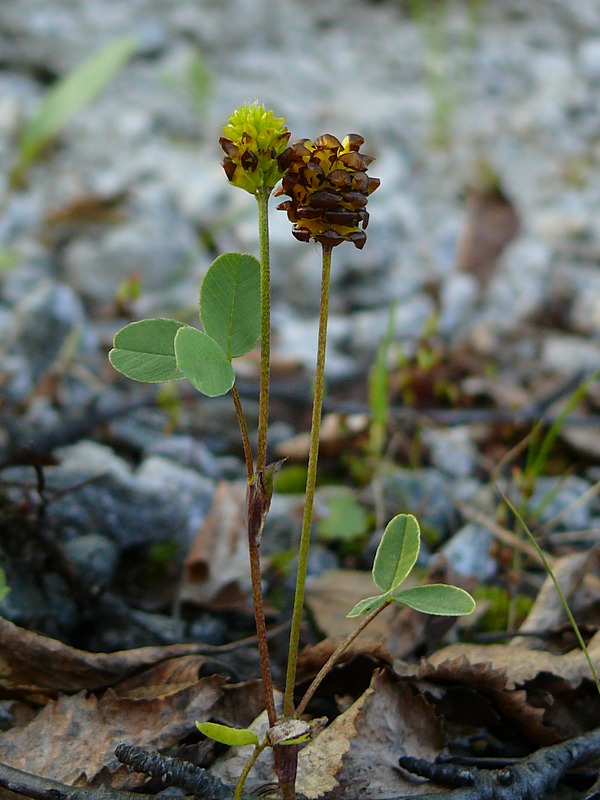 Изображение особи Trifolium spadiceum.