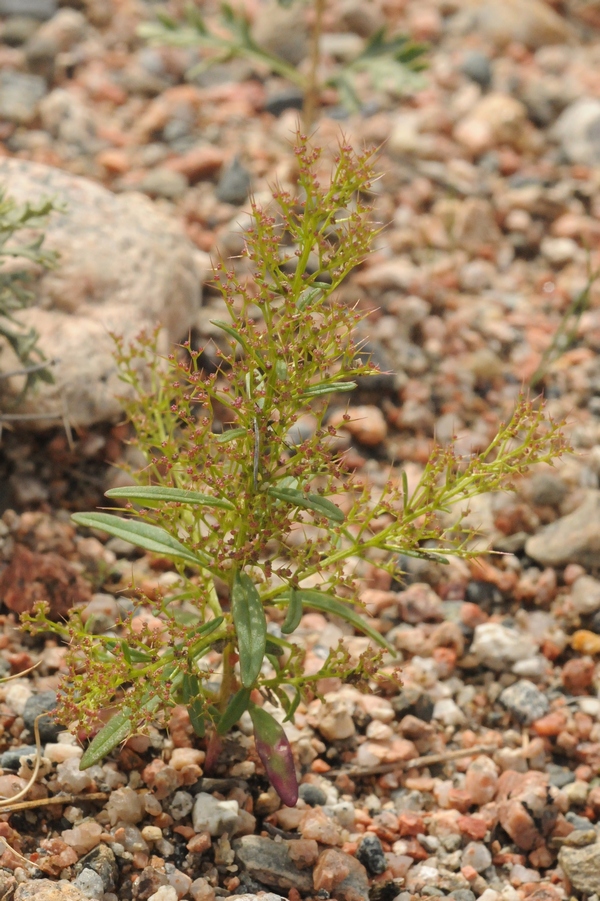 Image of Teloxys aristata specimen.