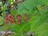 genus Ribes. Соцветие. Владивосток, Ботанический сад-институт ДВО РАН. 22 мая 2013 г.
