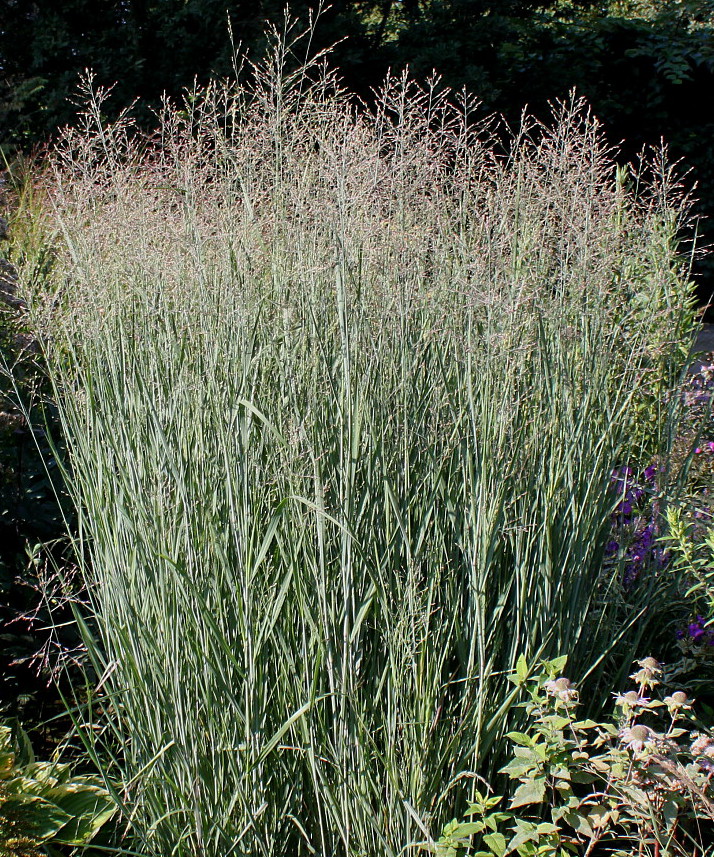 Image of Panicum virgatum specimen.