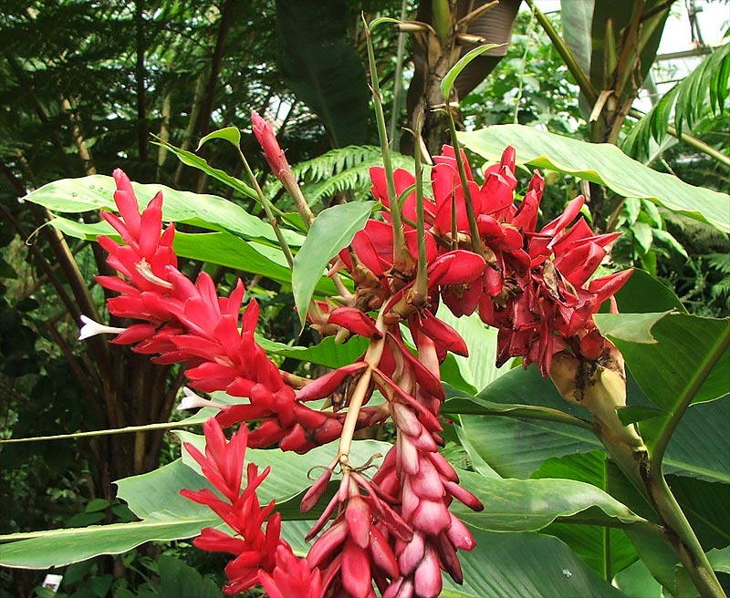 Изображение особи Alpinia purpurata.