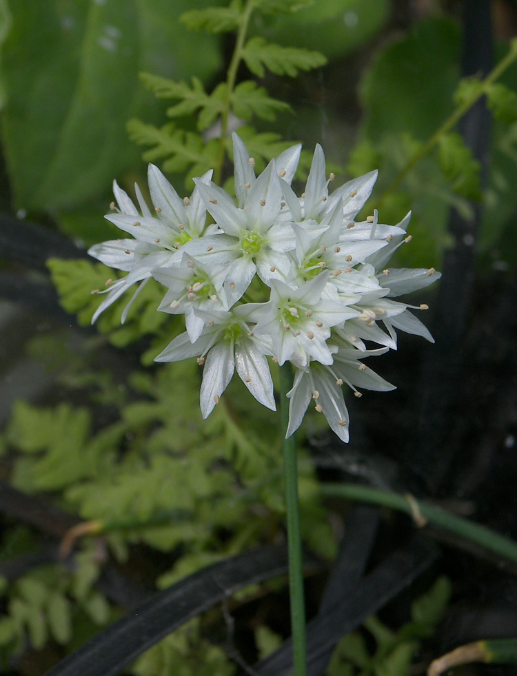 Изображение особи Allium diabolense.