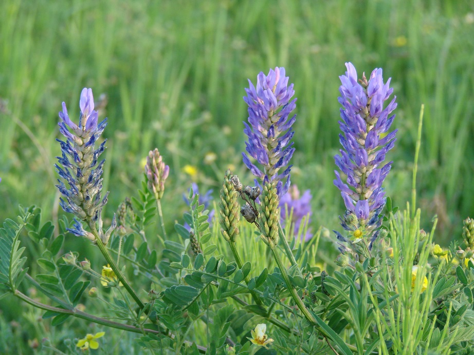 Image of Astragalus adsurgens specimen.