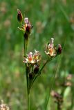 Juncus compressus