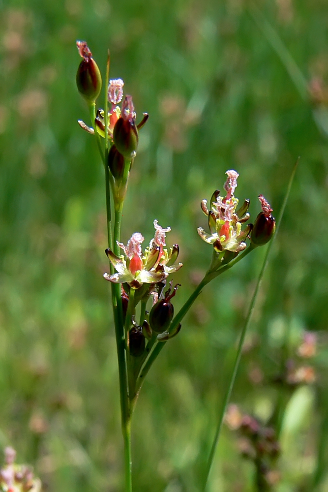 Изображение особи Juncus compressus.