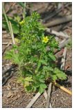 Potentilla norvegica