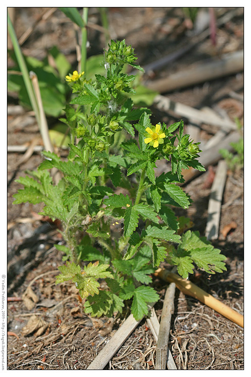 Image of Potentilla norvegica specimen.