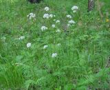 род Valeriana