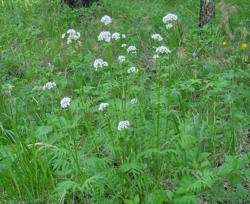 Изображение особи род Valeriana.