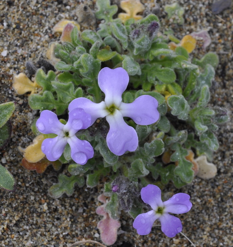 Изображение особи Matthiola tricuspidata.